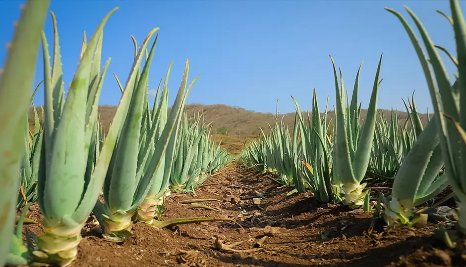 Aloe vera und ihre besondere Wirkung auf die Haut